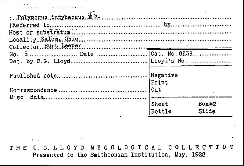 Cyclomyces image