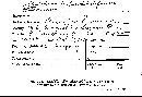 Cymatoderma infundibuliforme image