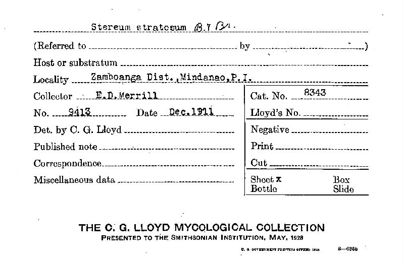 Stereum rugosum image