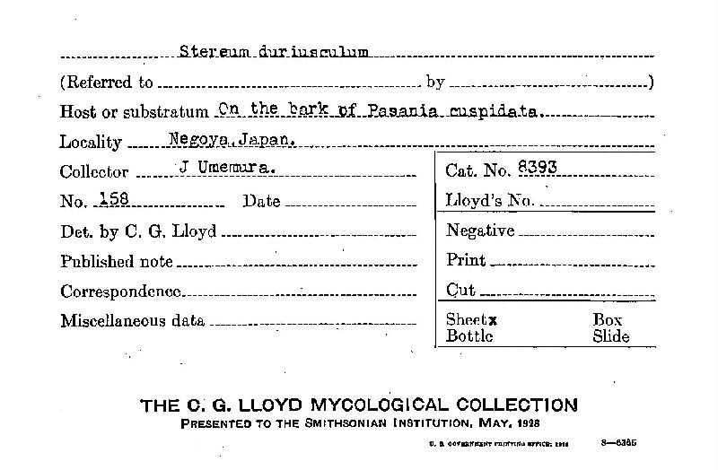 Scytinostroma duriusculum image