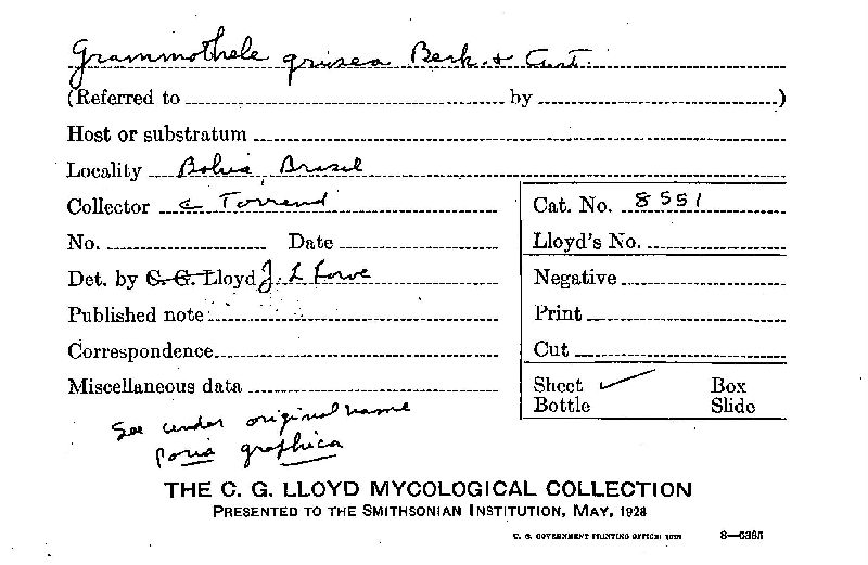 Grammothele grisea image