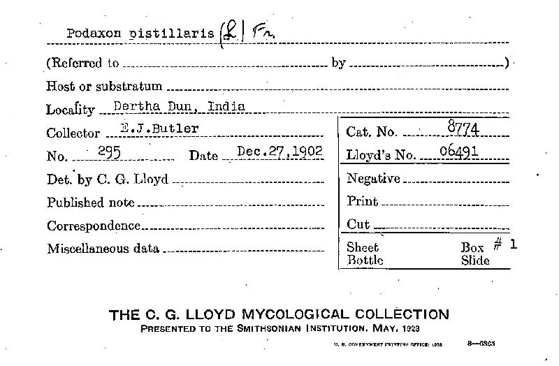 Podaxon pistillaris image