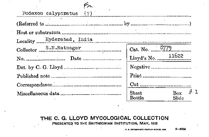 Podaxon calyptratus image
