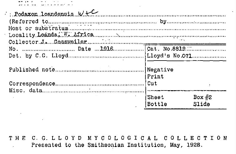 Podaxon loandensis image