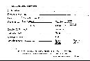 Scleroderma flavidum image