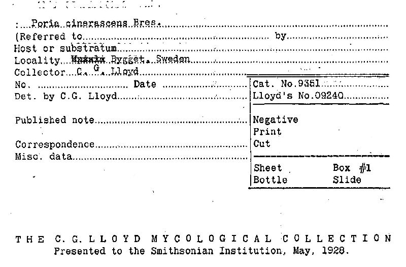 Cinereomyces image