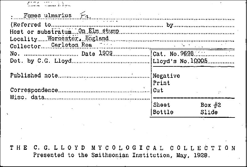 Rigidoporus ulmarius image