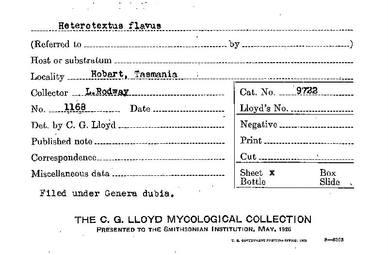 Heterotextus flavus image