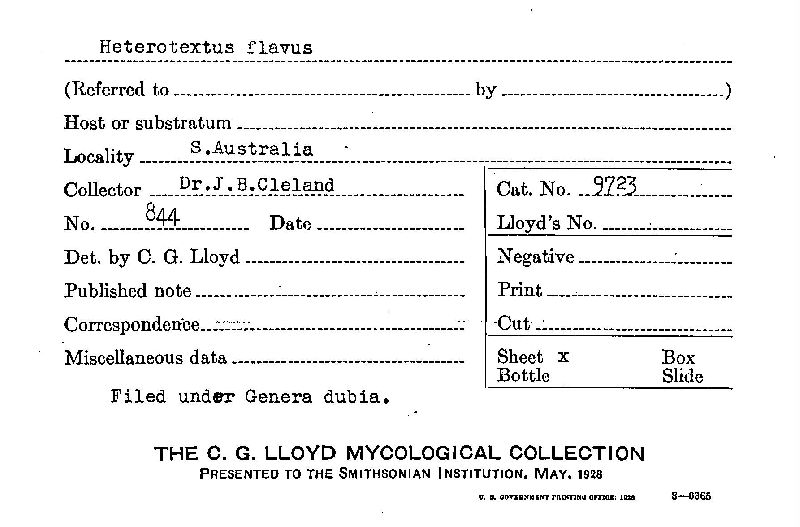 Heterotextus flavus image