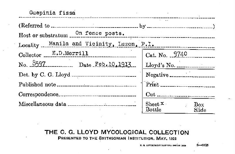 Guepinia fissa image
