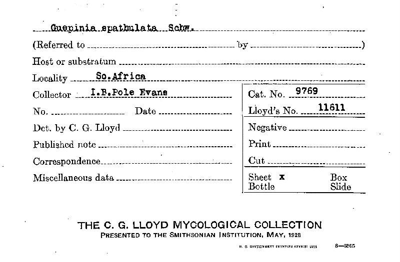 Guepinia spathulata image