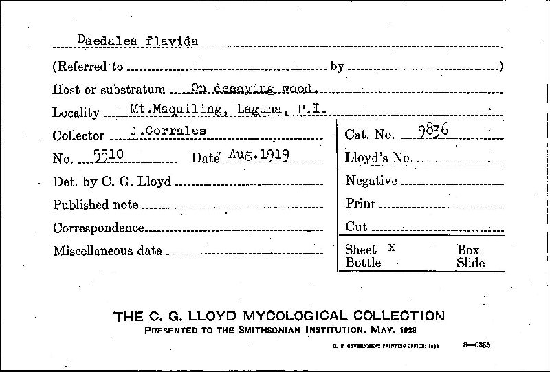Daedalea flavida image