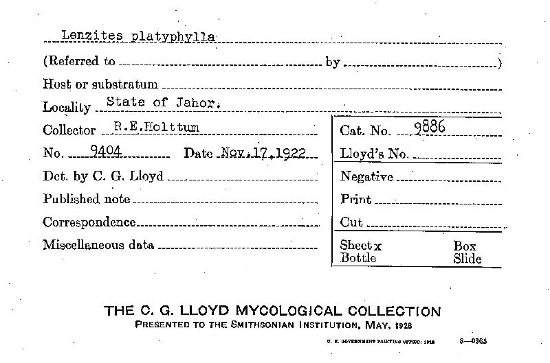 Lenzites platyphylla image