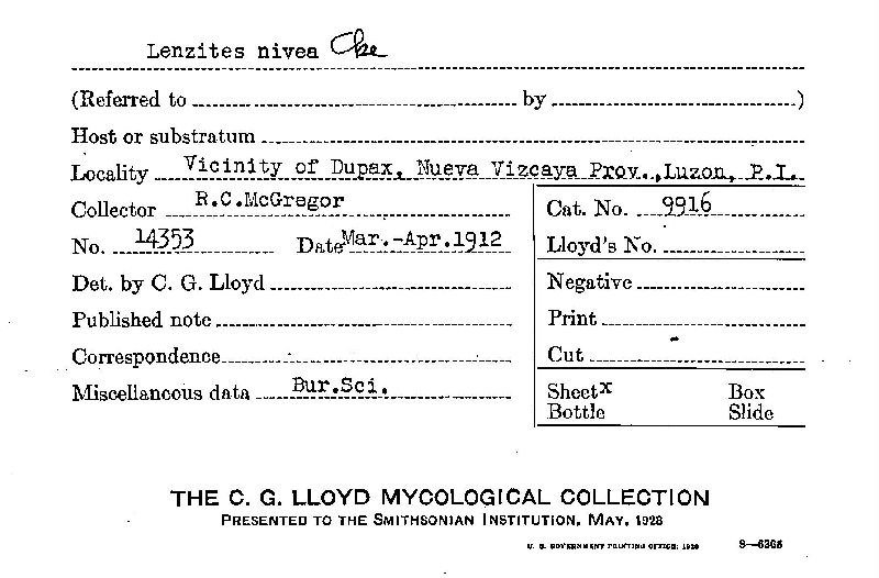 Lenzites nivea image