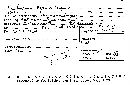 Xylaria bipindensis image