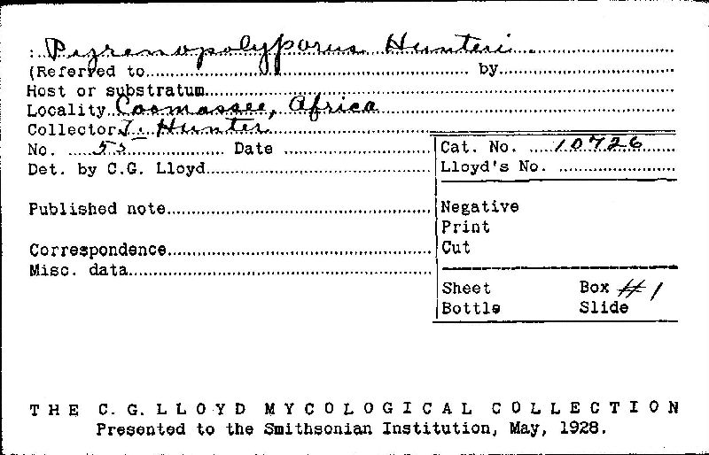 Hypoxylon polyporus image