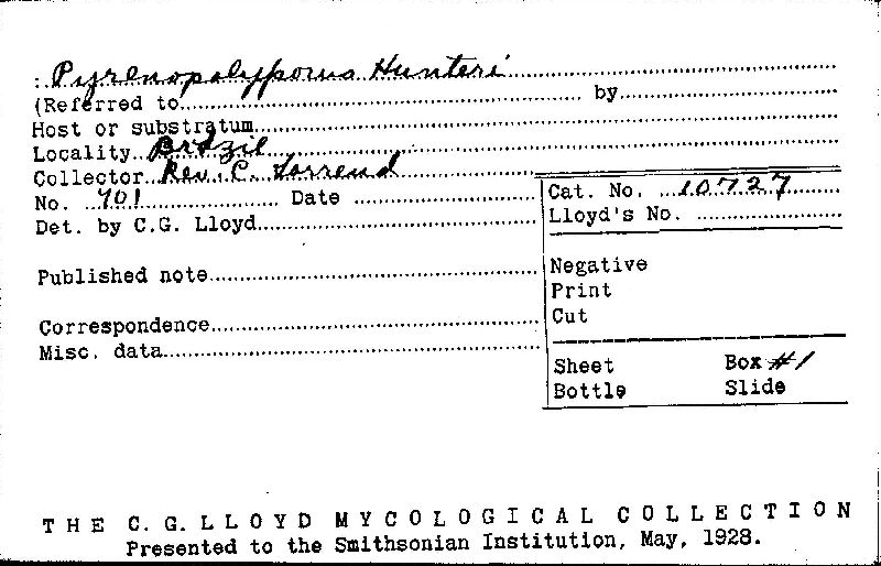 Hypoxylon polyporus image