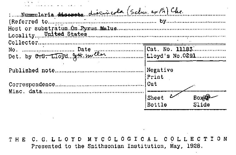 Nummularia discincola image