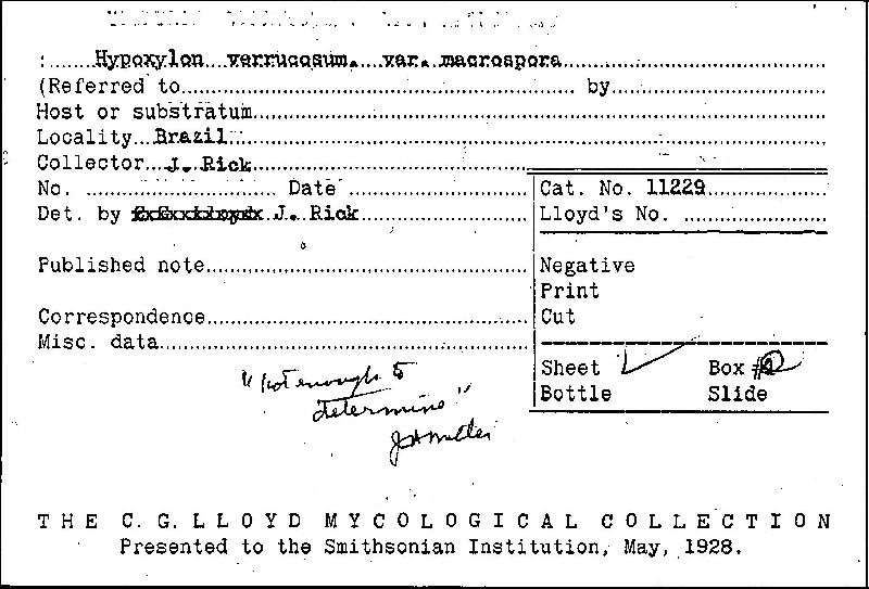 Hypoxylon verrucosum image