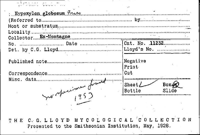 Hypoxylon globosum image