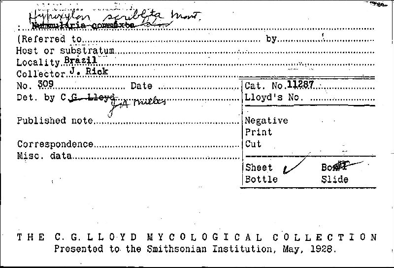 Hypoxylon scriblita image