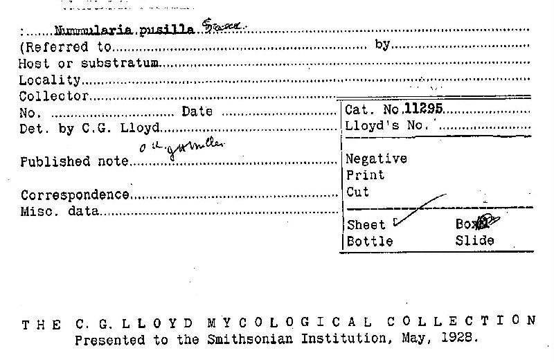 Nummularia pusilla image