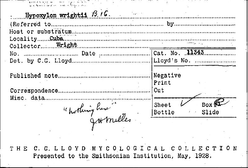 Hypoxylon wrightii image