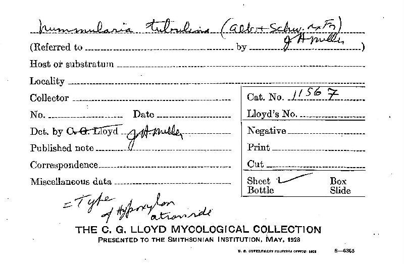 Hypoxylon atroviride image