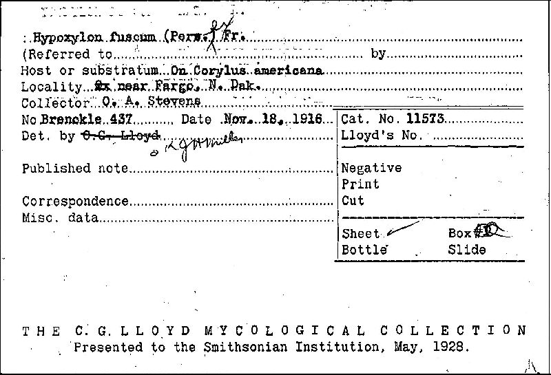 Hypoxylon fuscum image