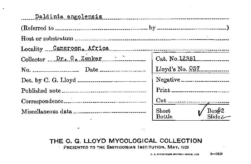 Rhopalostroma image