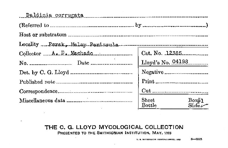 Daldinia caldariorum image