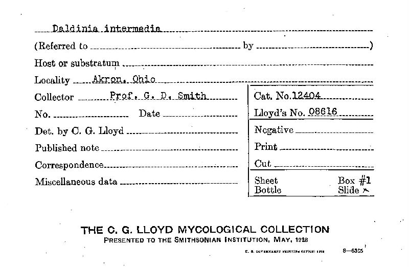 Daldinia intermedia image