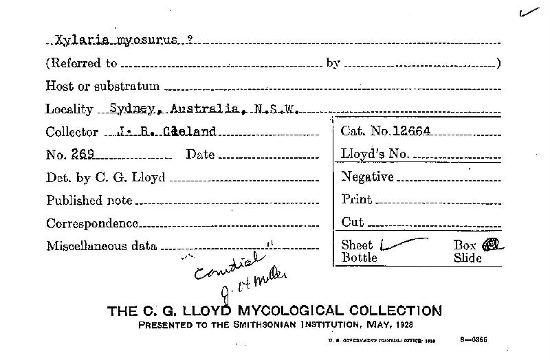 Xylaria myosurus image