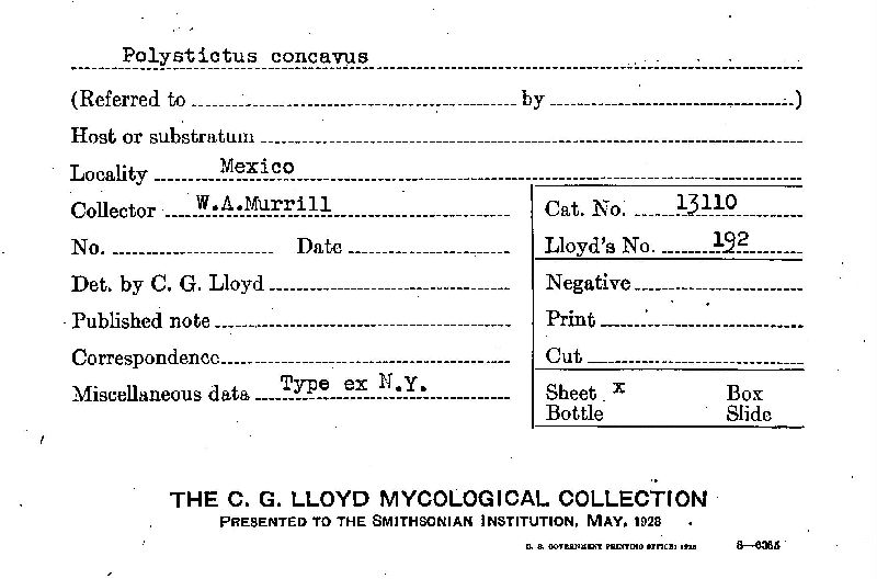 Polystictus concavus image