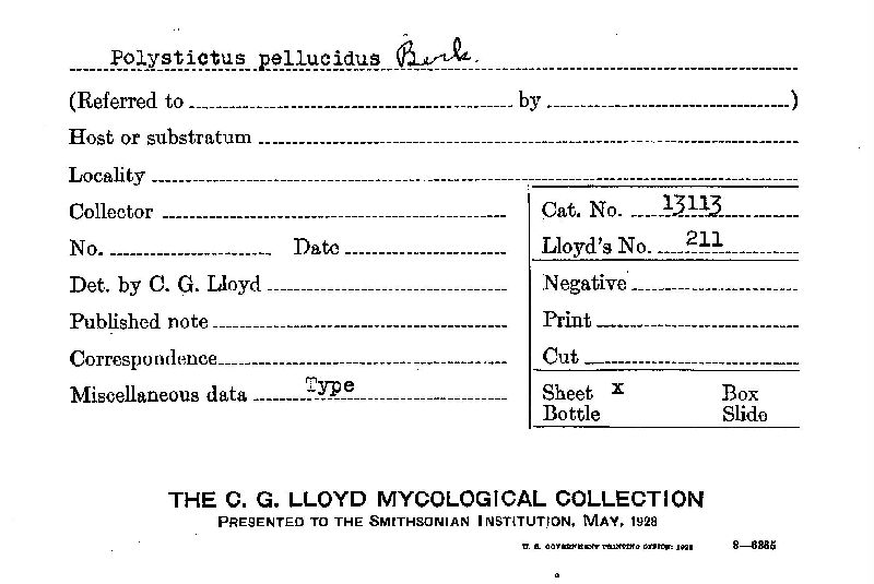 Polystictus pellucidus image