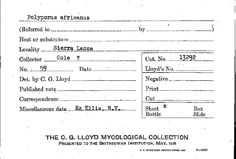 Polyporus africanus image