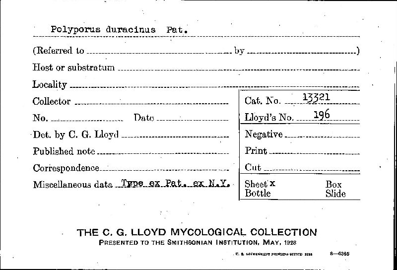 Tyromyces duracinus image