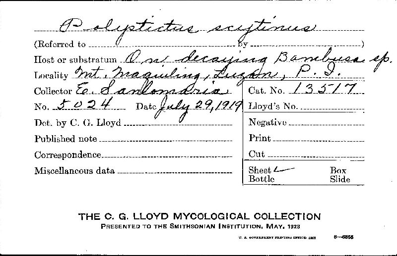 Funalia polyzona image