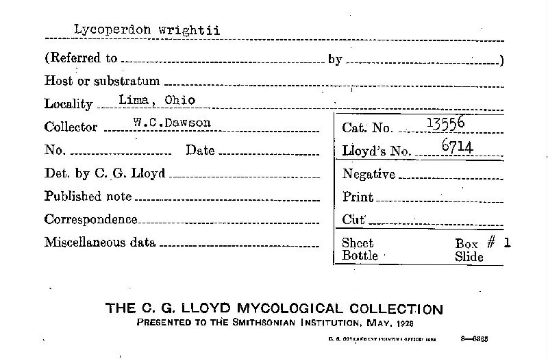 Lycoperdon wrightii image
