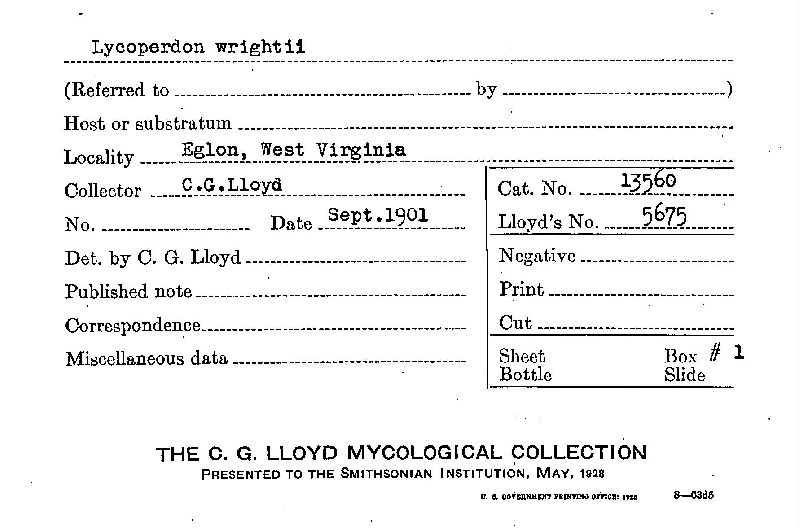 Lycoperdon wrightii image