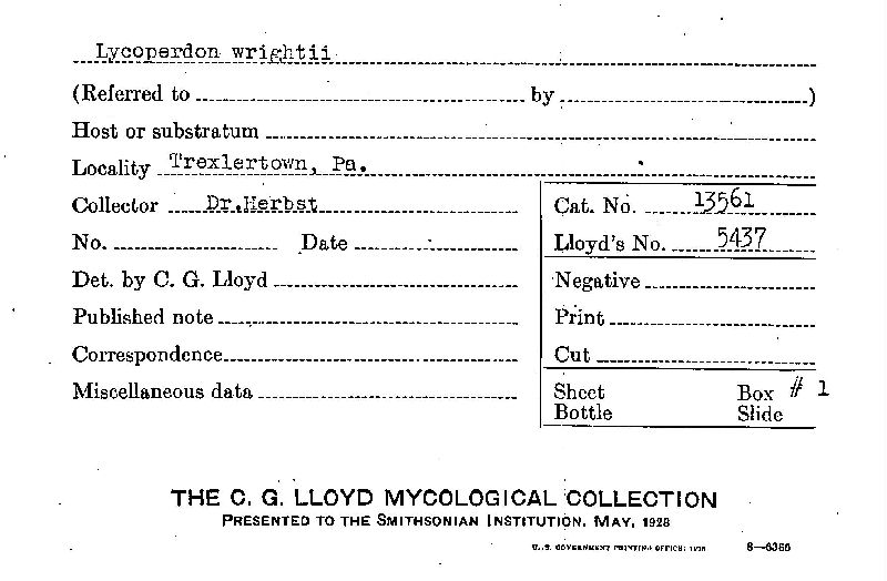 Lycoperdon wrightii image