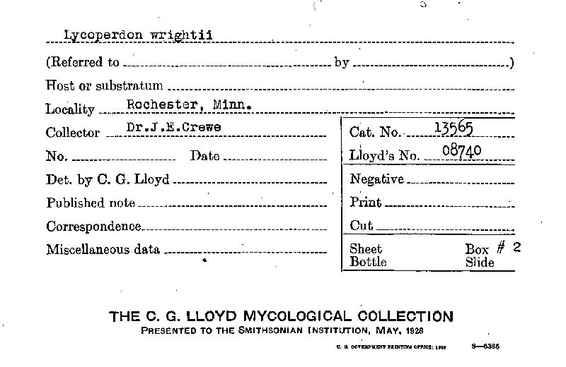 Lycoperdon wrightii image