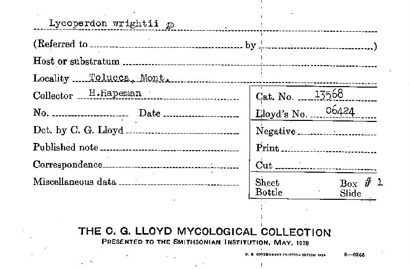 Lycoperdon wrightii image