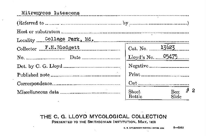 Mitremyces lutescens image