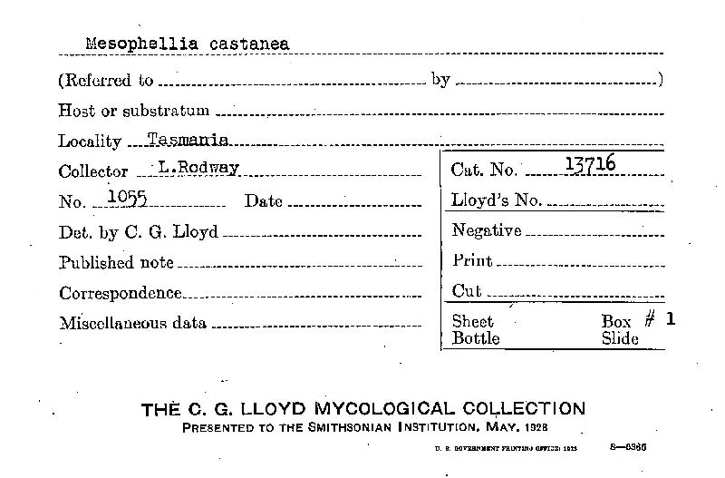 Mesophellia castanea image