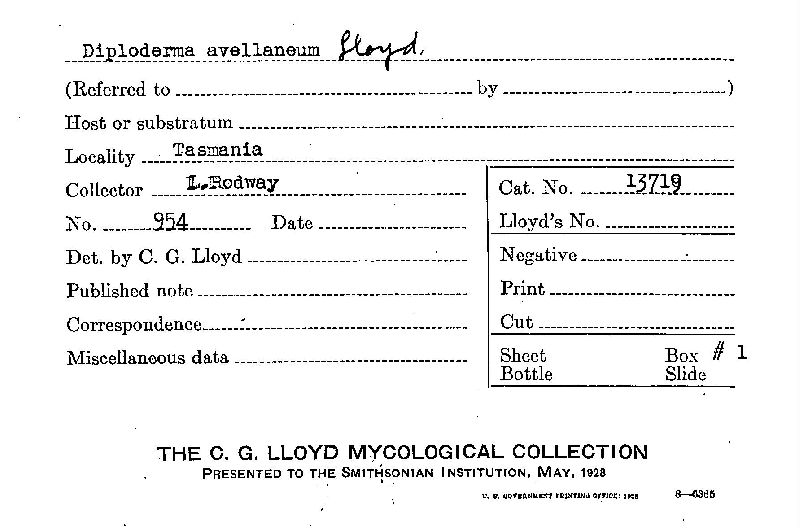 Diploderma avellaneum image