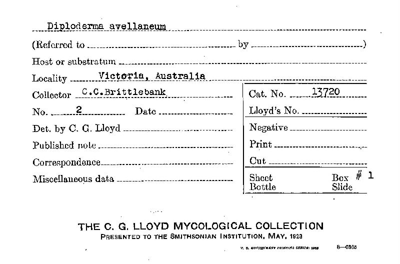 Diploderma avellaneum image