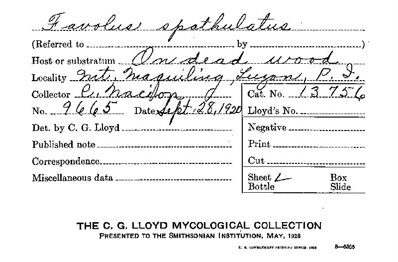 Royoporus spathulatus image