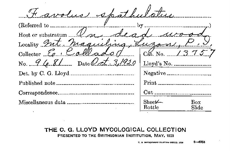 Royoporus spathulatus image