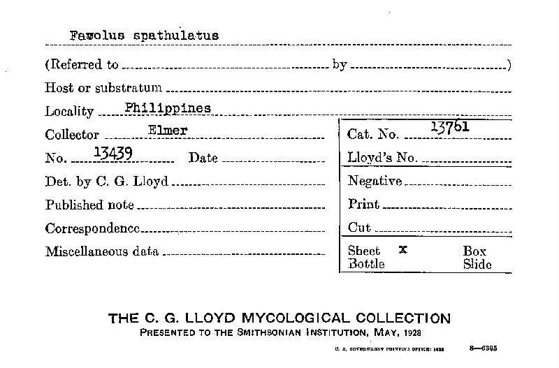 Royoporus spathulatus image
